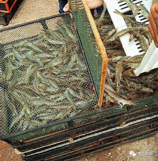 出蝦27斤/立方，連續(xù)三造成功后，工廠化養(yǎng)蝦在他看來(lái)并不難！