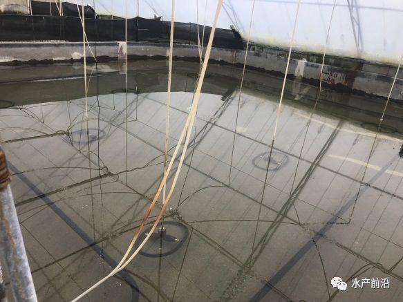 出蝦27斤/立方，連續(xù)三造成功后，工廠化養(yǎng)蝦在他看來(lái)并不難！